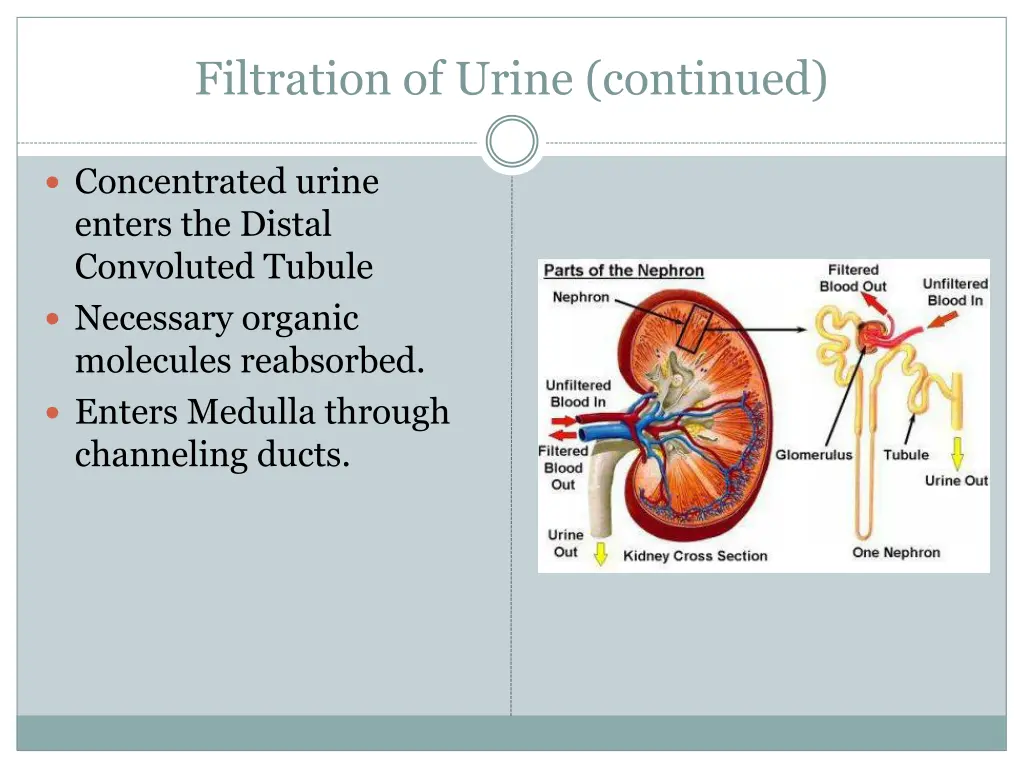 filtration of urine continued