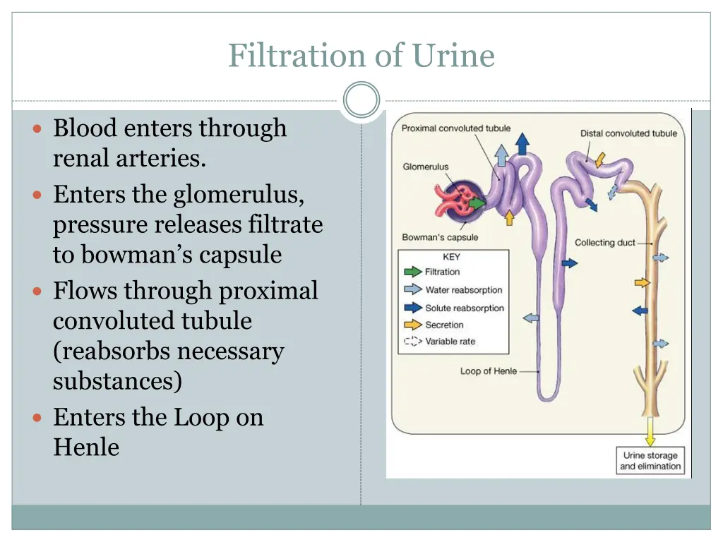 filtration of urine