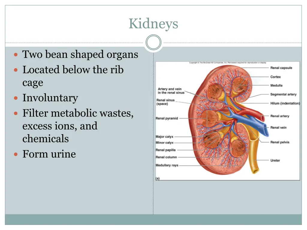 kidneys