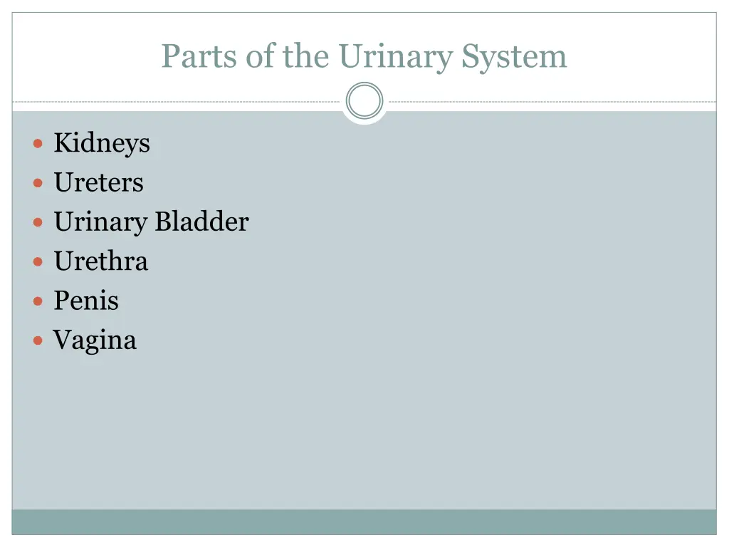 parts of the urinary system