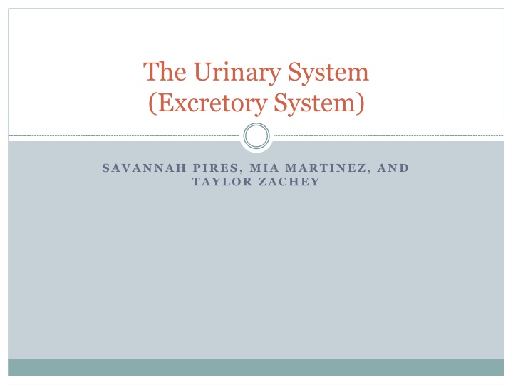 the urinary system excretory system