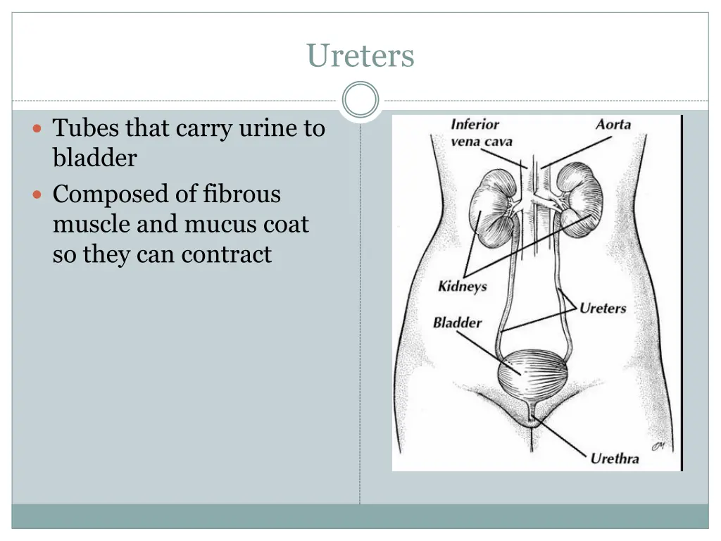 ureters