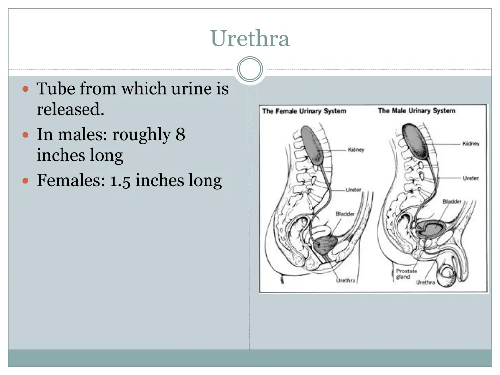 urethra