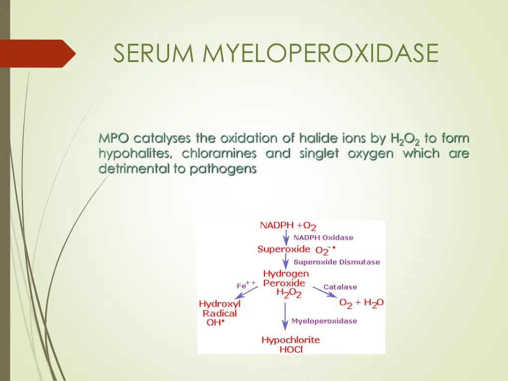 serum myeloperoxidase