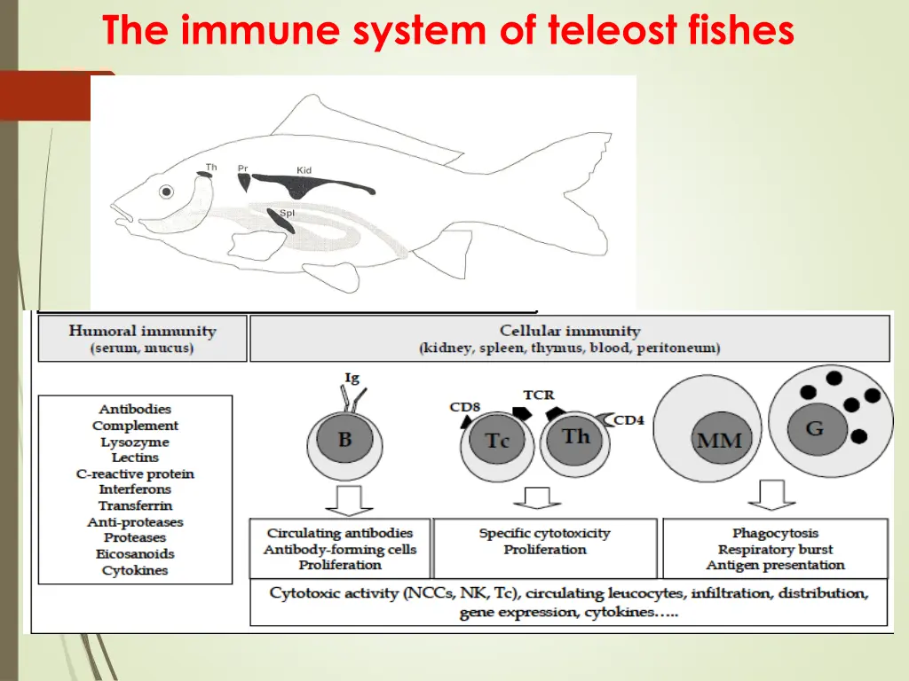 the immune system of teleost fishes