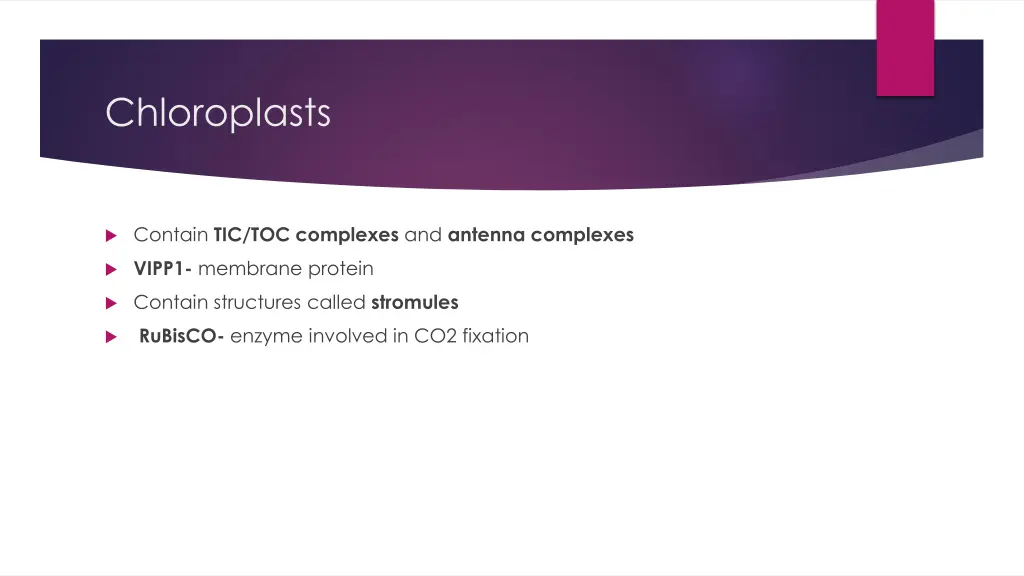 chloroplasts