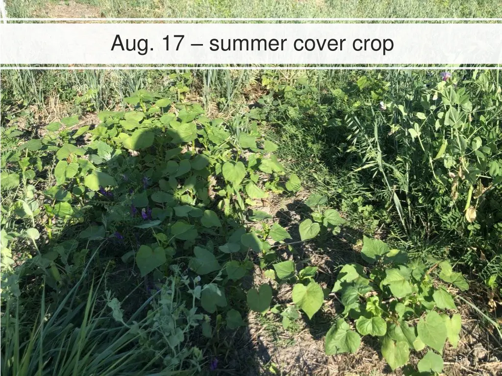 aug 17 summer cover crop