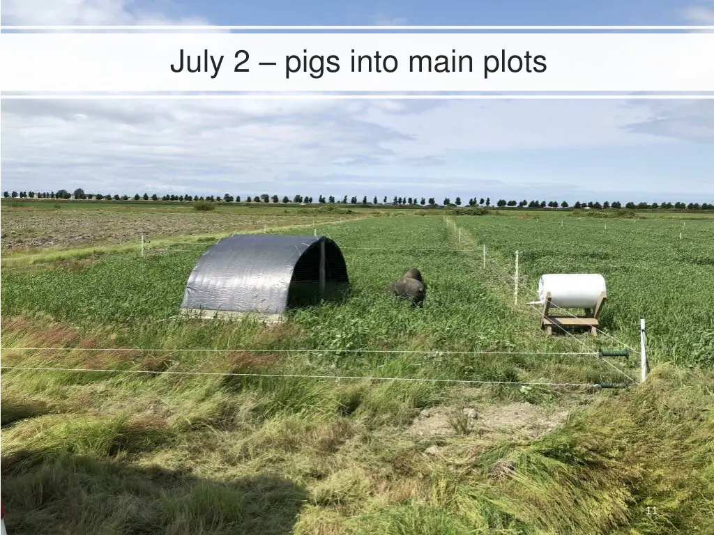 july 2 pigs into main plots