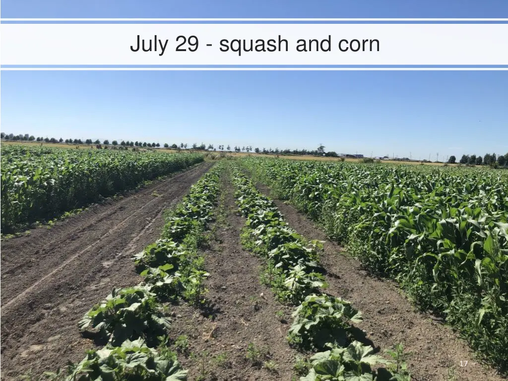 july 29 squash and corn