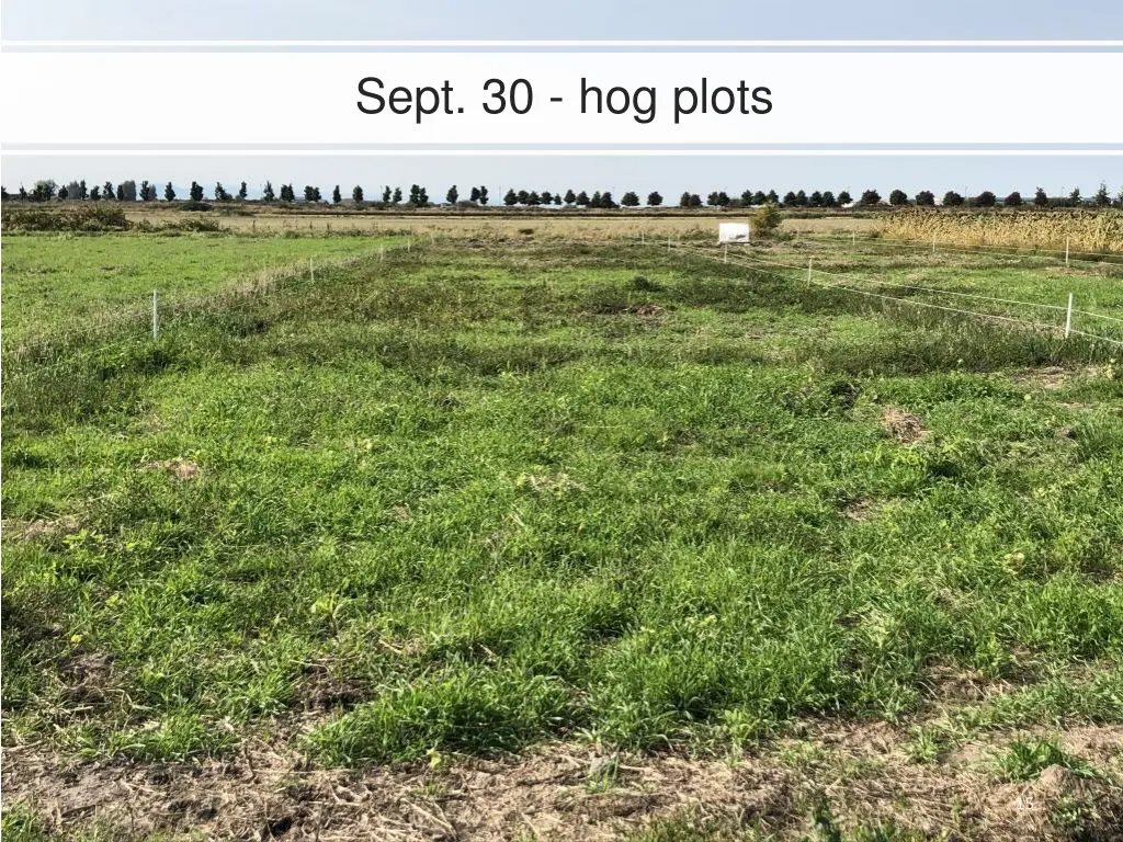 sept 30 hog plots