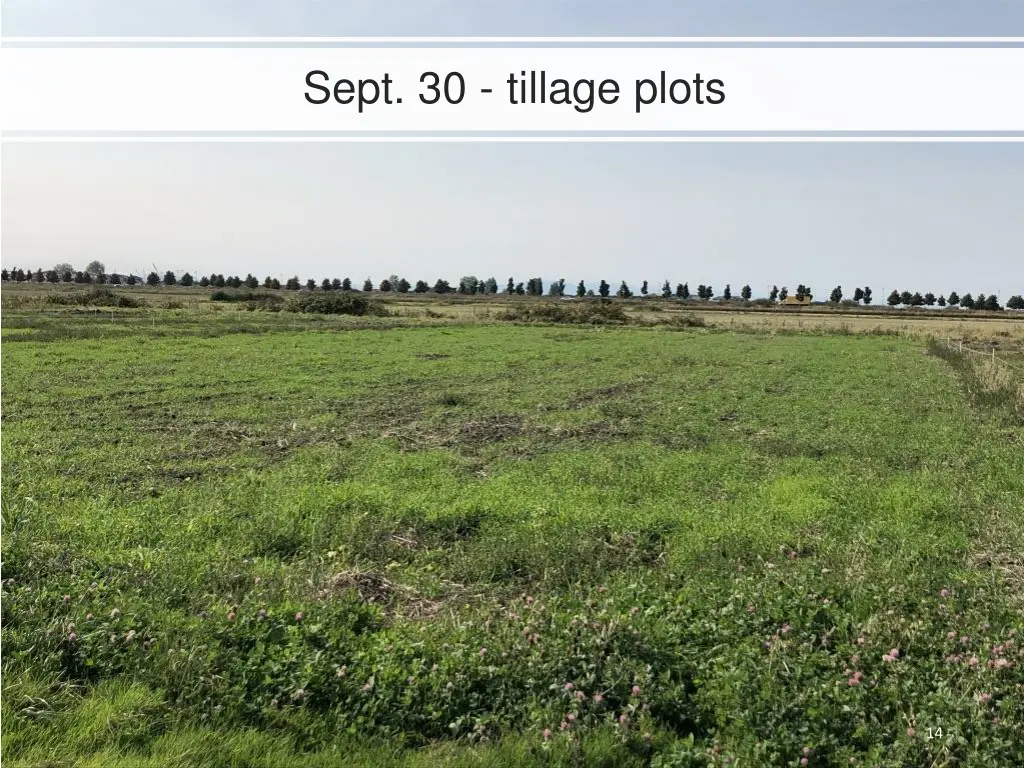 sept 30 tillage plots