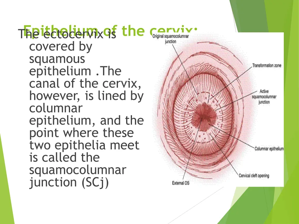 epithelium of the cervix the ectocervix