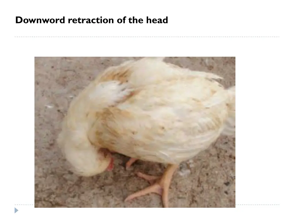 downword retraction of the head