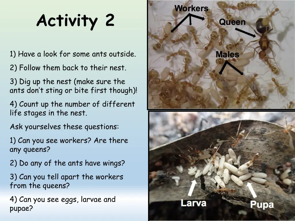 activity 2