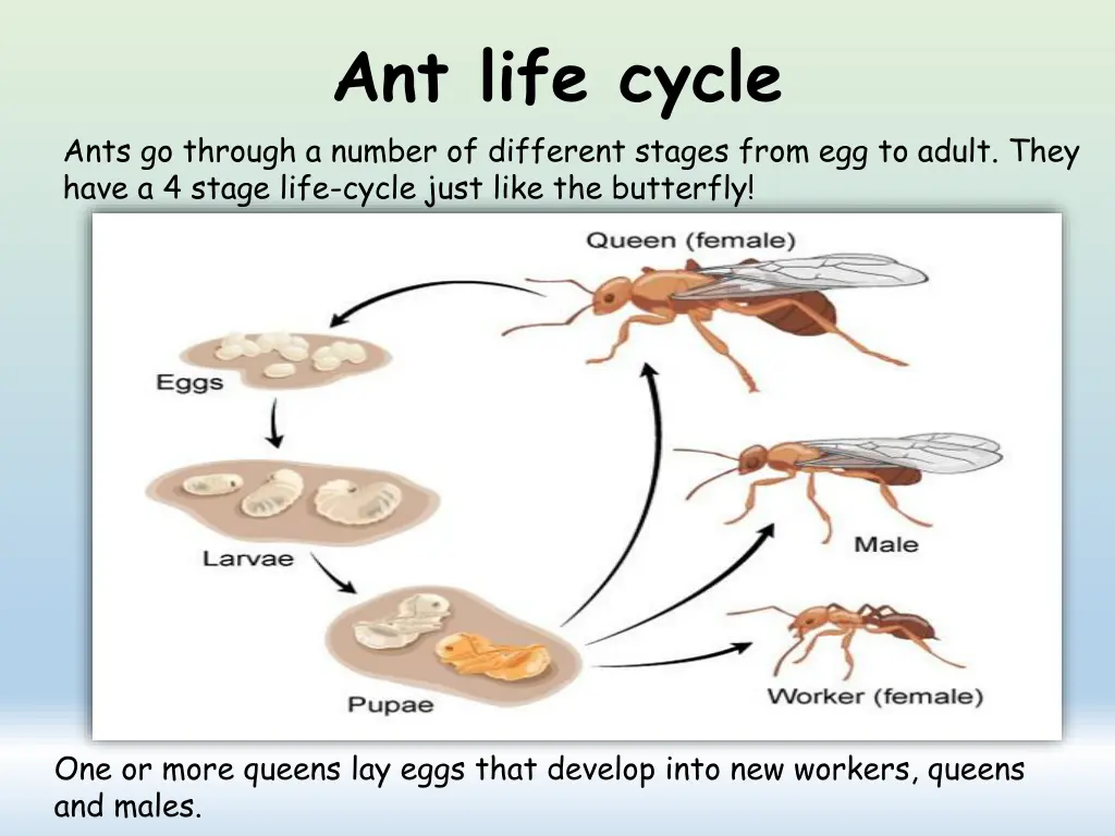 ant life cycle