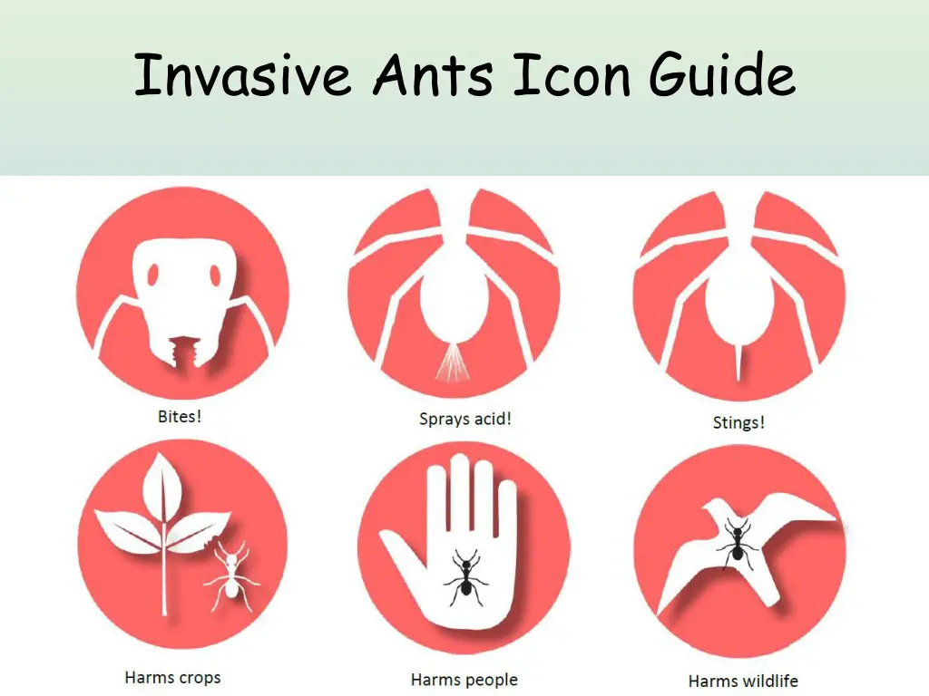 invasive ants icon guide