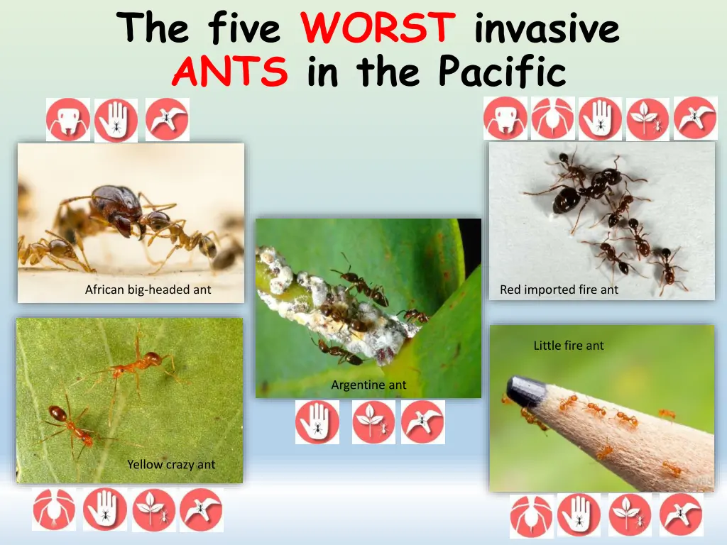 the five worst invasive ants in the pacific 1