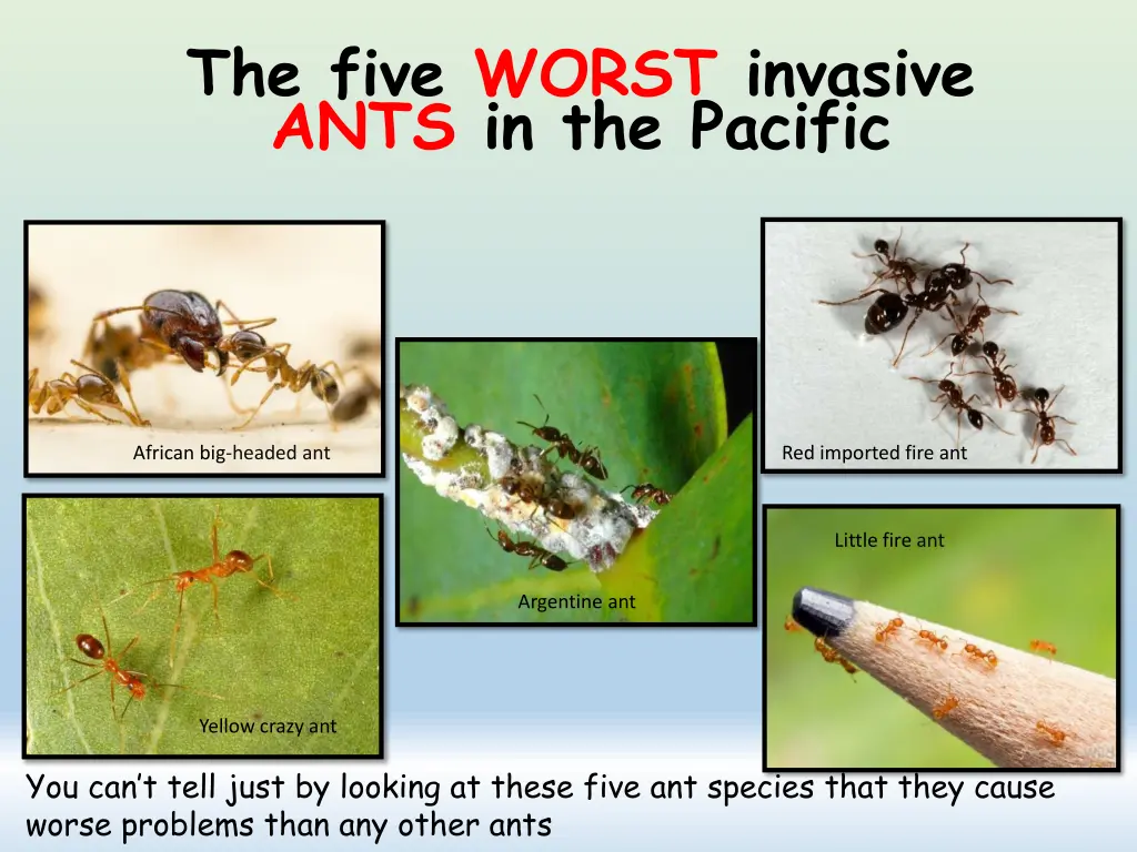 the five worst invasive ants in the pacific