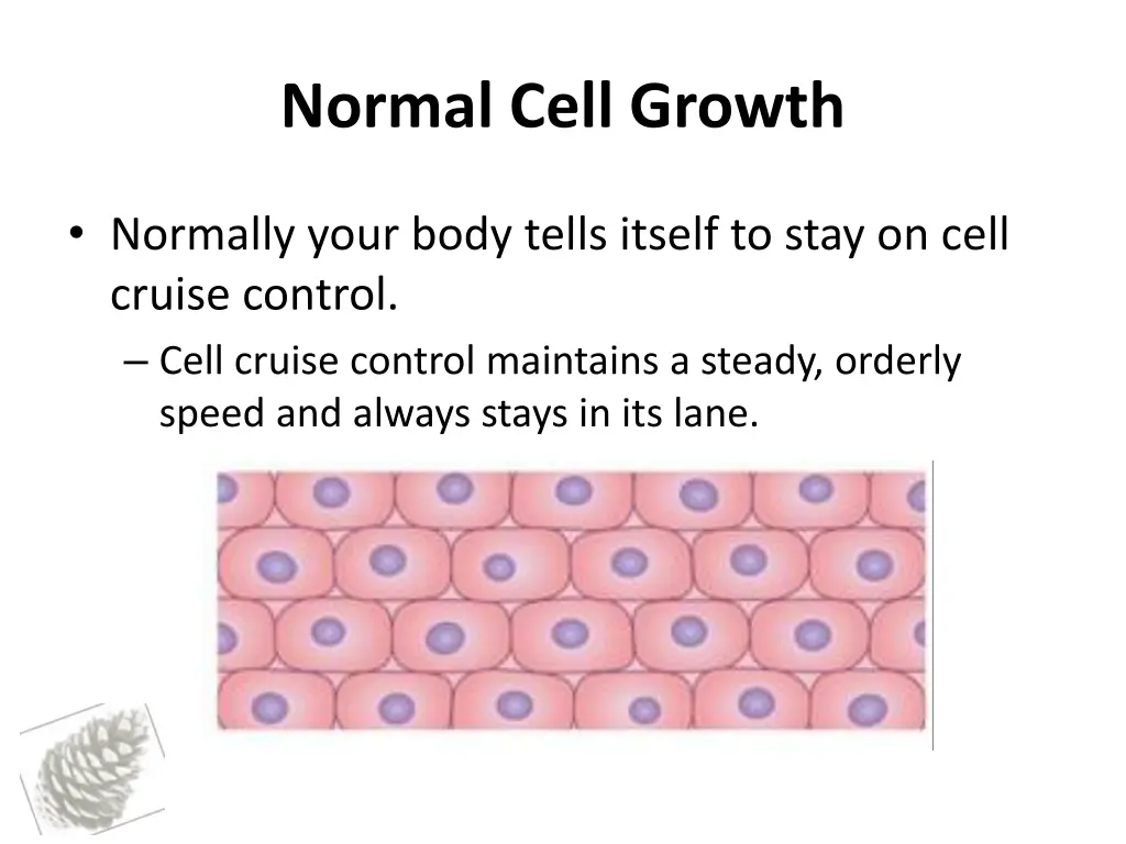 normal cell growth