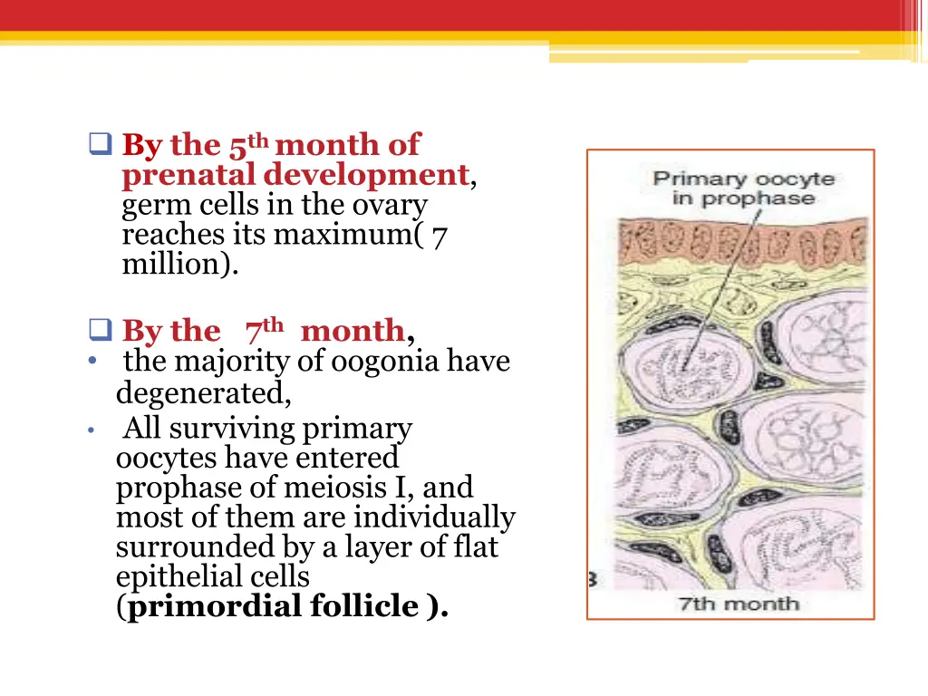 by the 5 th month of prenatal development germ