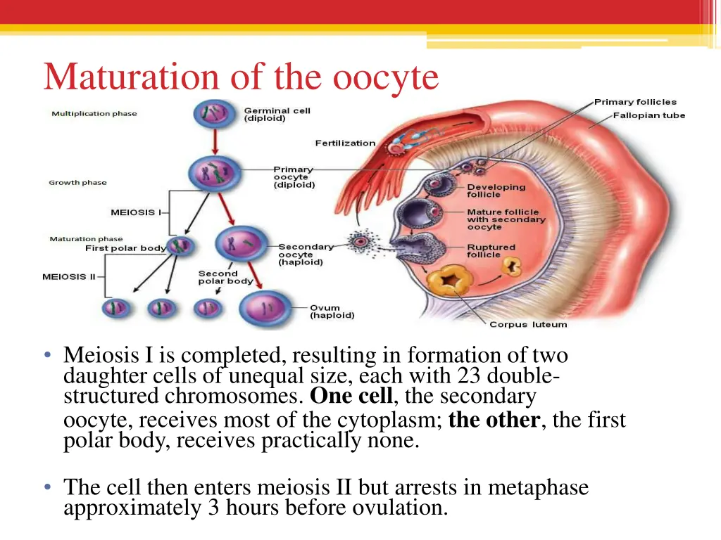 maturation of the oocyte