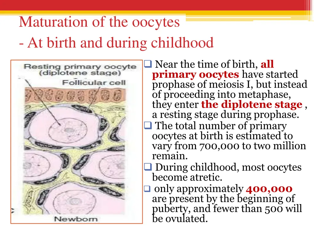 maturation of the oocytes at birth and during