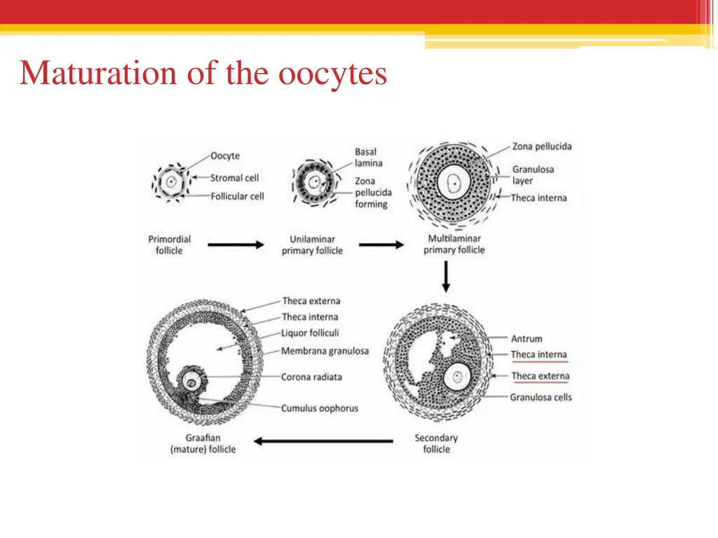 maturation of the oocytes