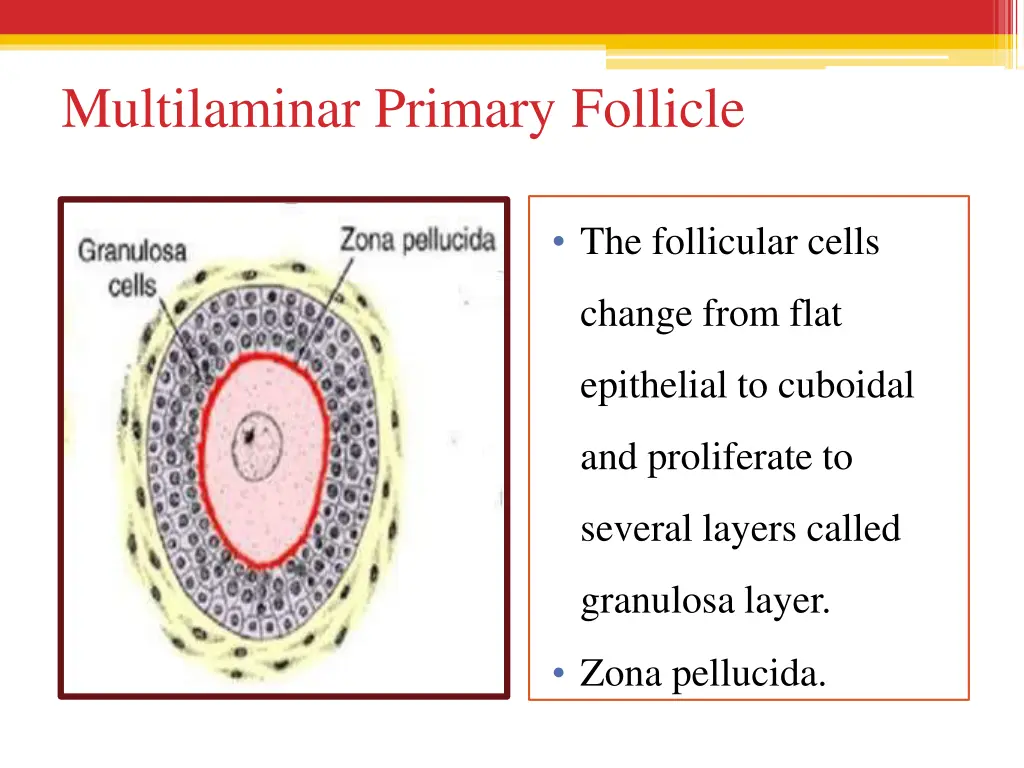 multilaminar primary follicle