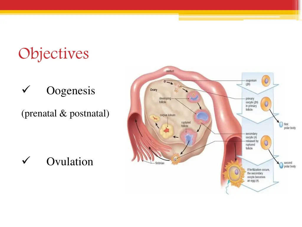 objectives