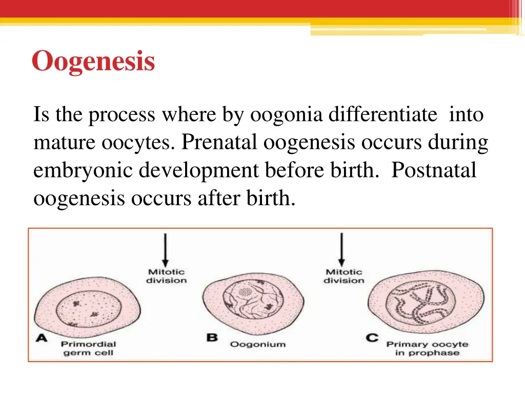 oogenesis