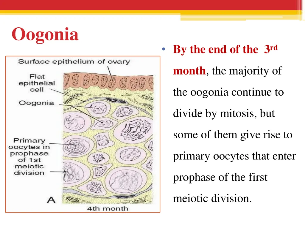 oogonia