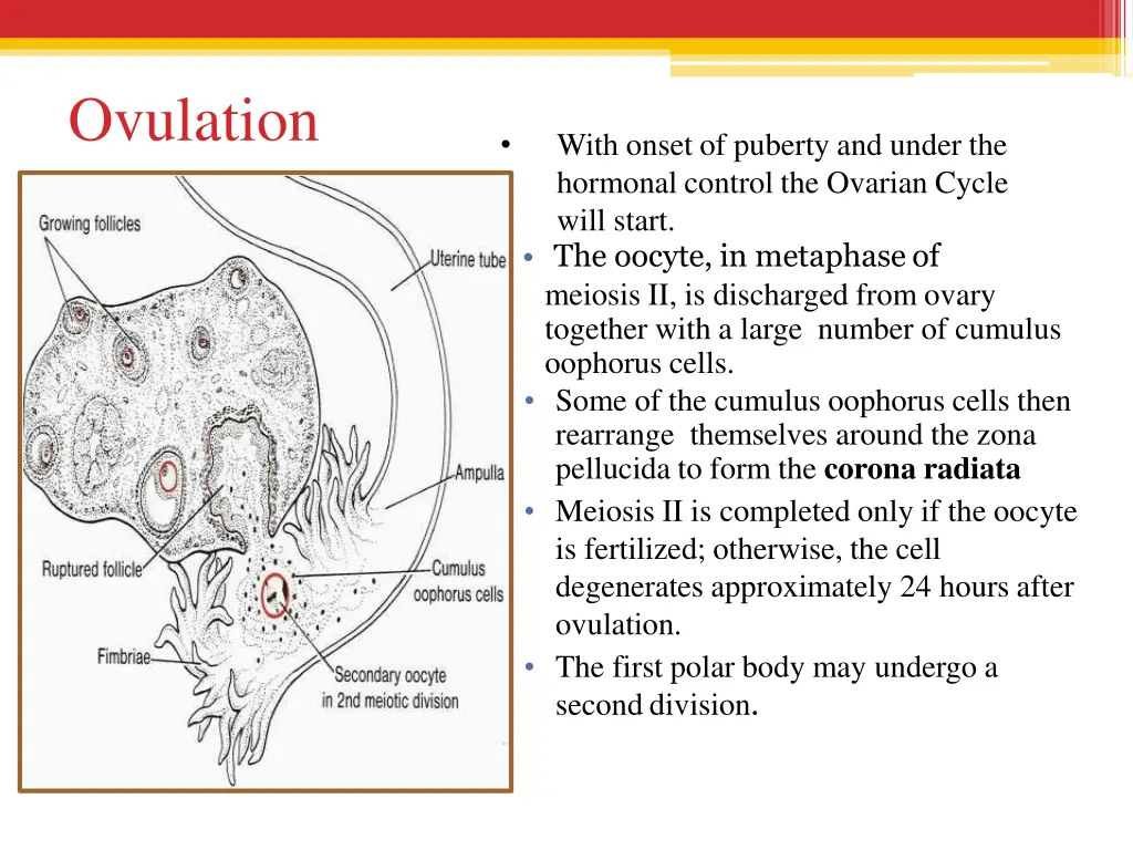 ovulation