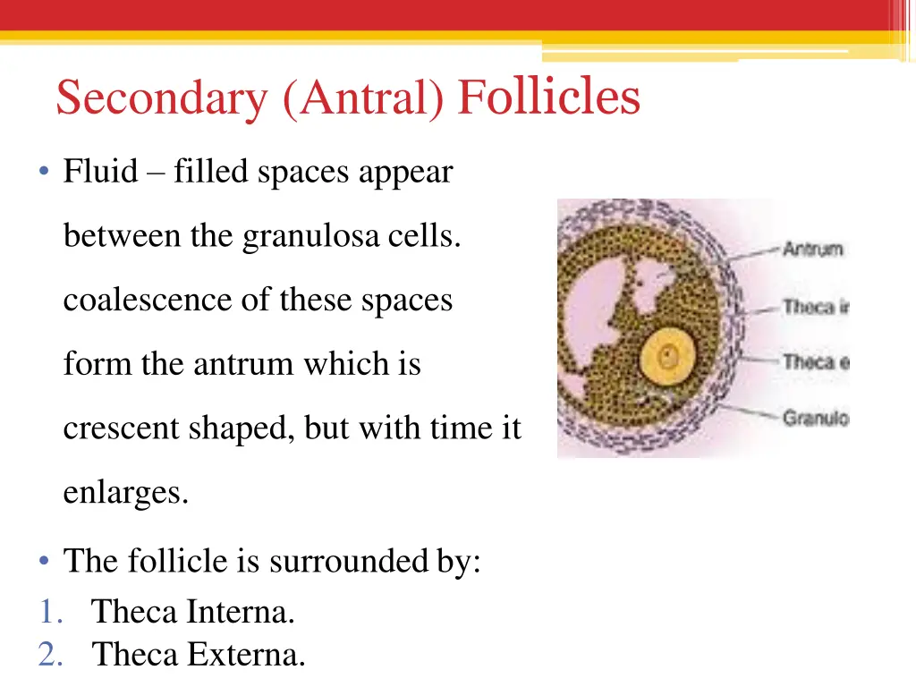 secondary antral f ollicles