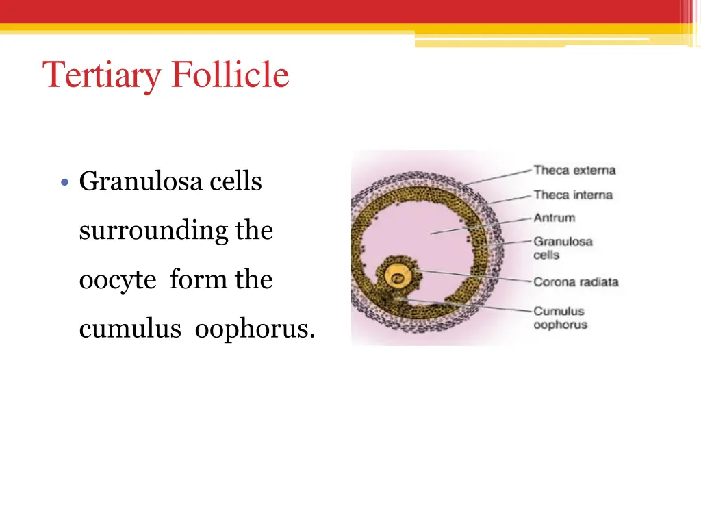 tertiary follicle