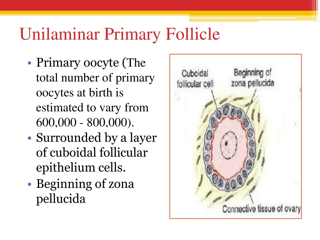 unilaminar primary follicle