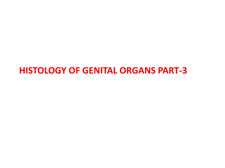 histology of genital organs part 3