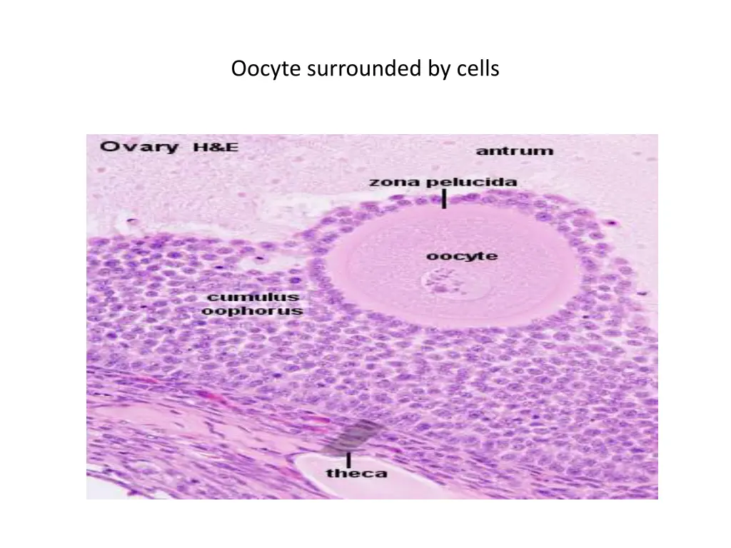 oocyte surrounded by cells