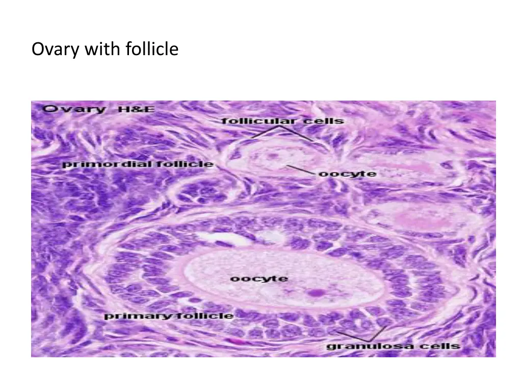 ovary with follicle