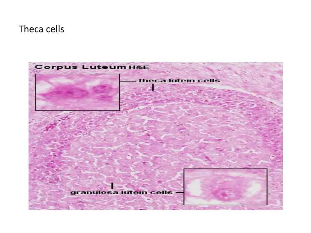 theca cells