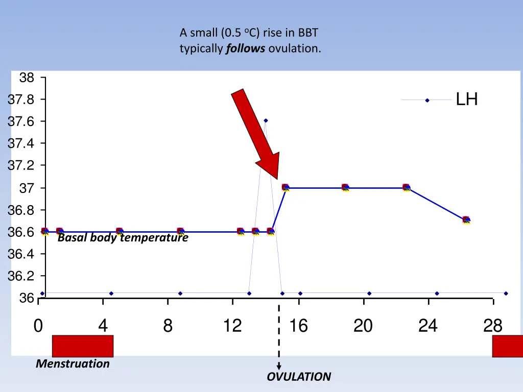 a small 0 5 o c rise in bbt typically follows