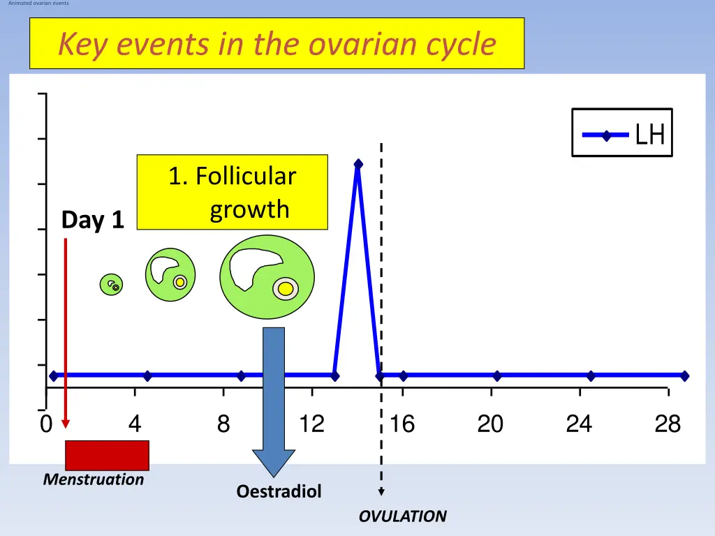 animated ovarian events