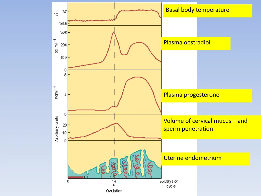 basal body temperature