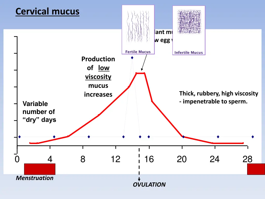 cervical mucus