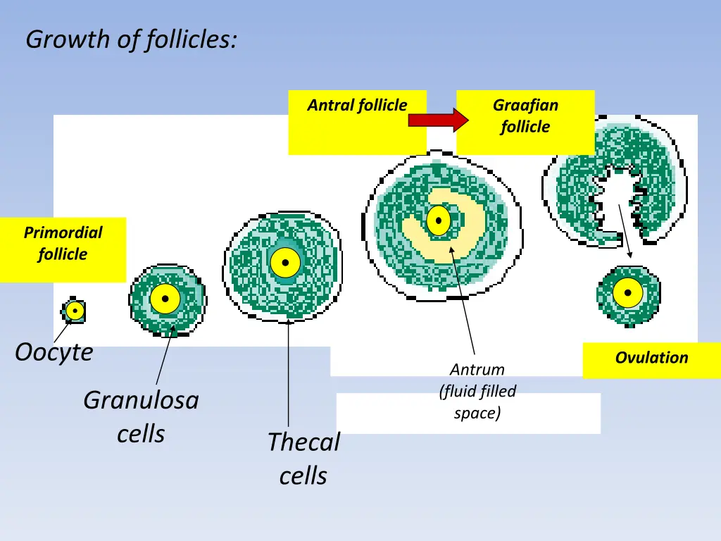 growth of follicles