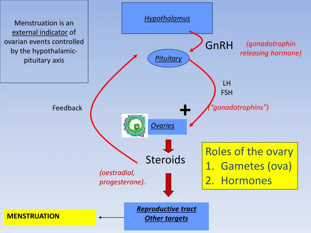 hypothalamus