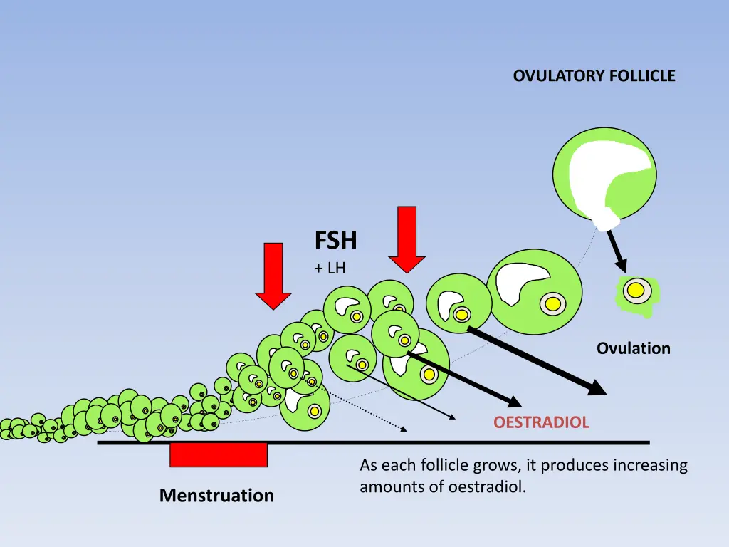 ovulatory follicle