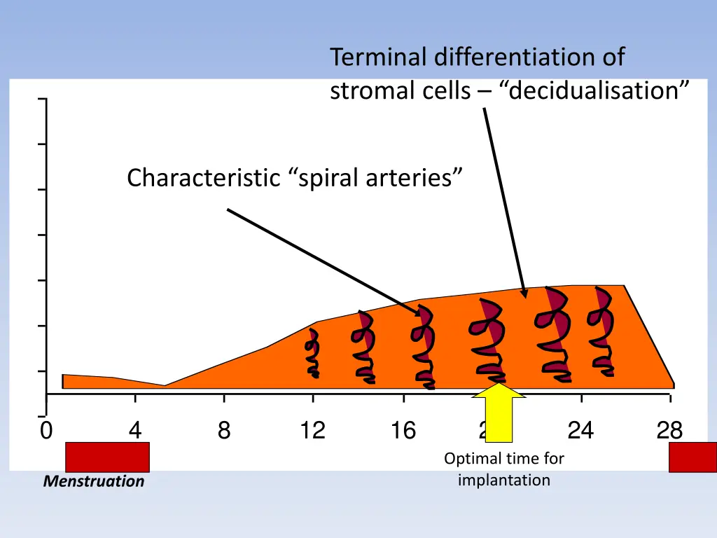 terminal differentiation of stromal cells