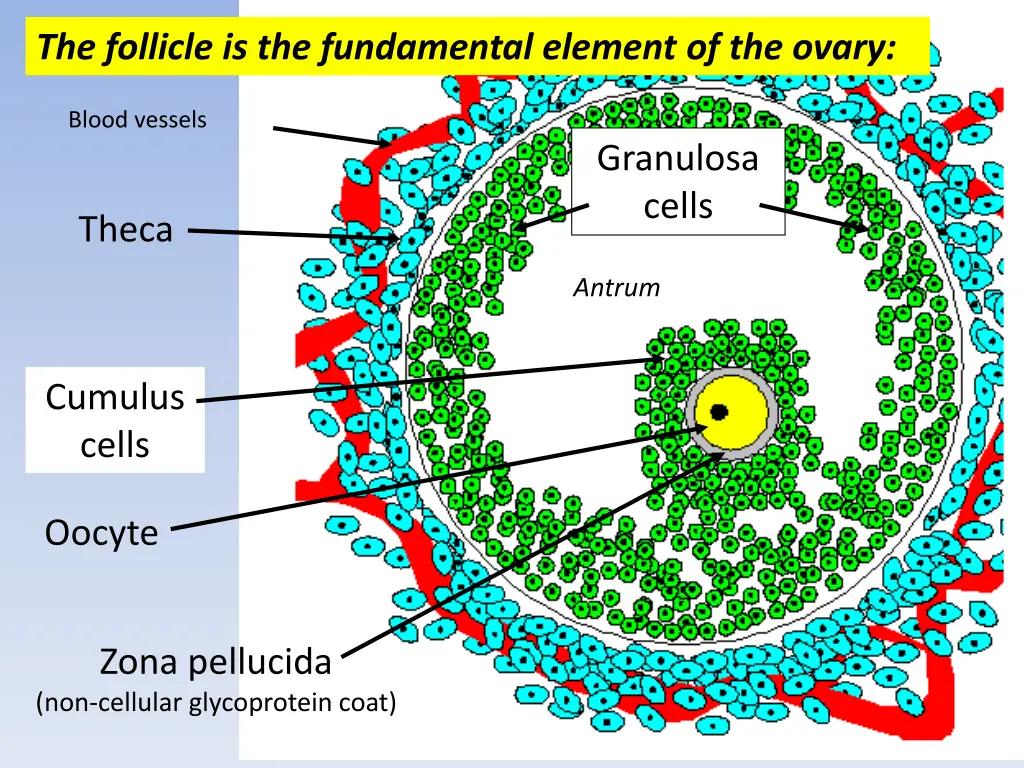 the follicle is the fundamental element