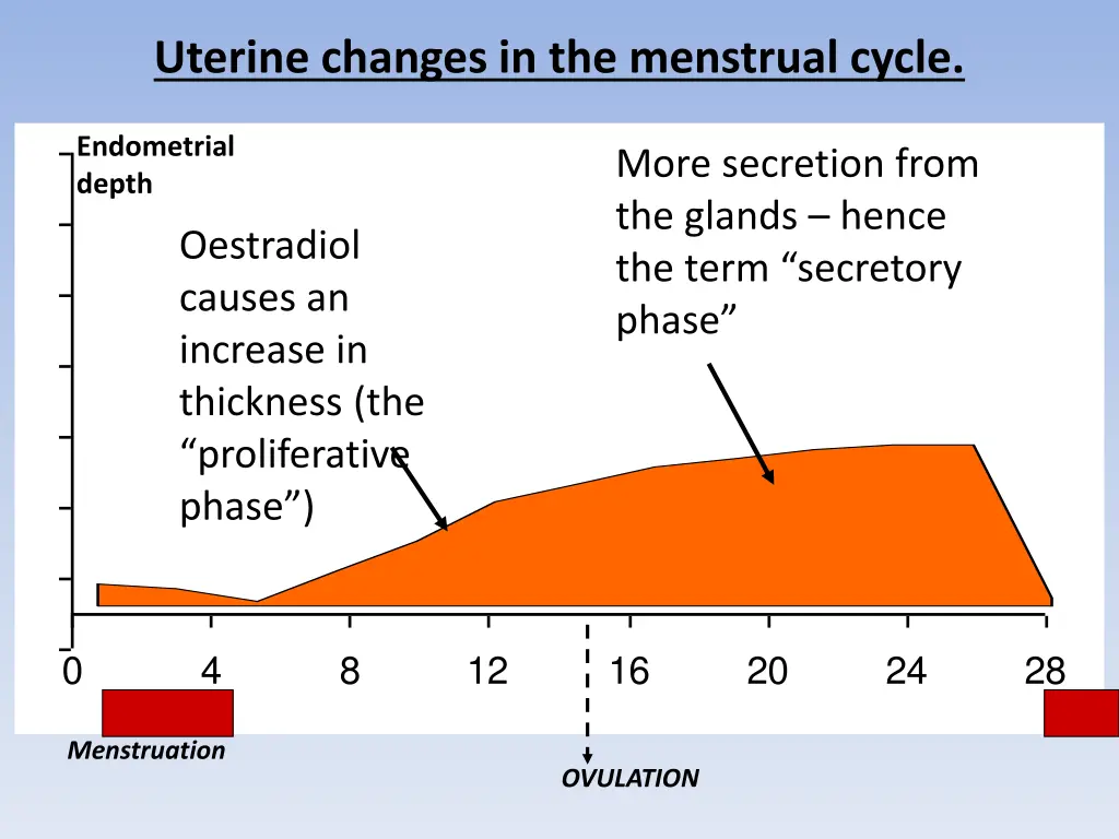 uterine changes in the menstrual cycle