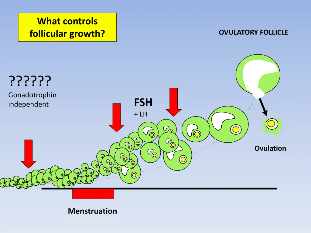 what controls follicular growth